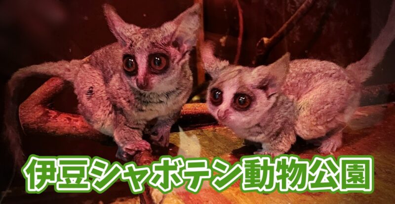 【伊東・伊豆シャボテン公園】カンガルー触ったことある？一日遊べる動植物園♪〈ちゅんころもちレポート〉